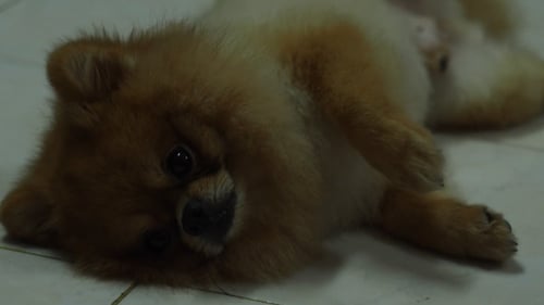 Cute Dog