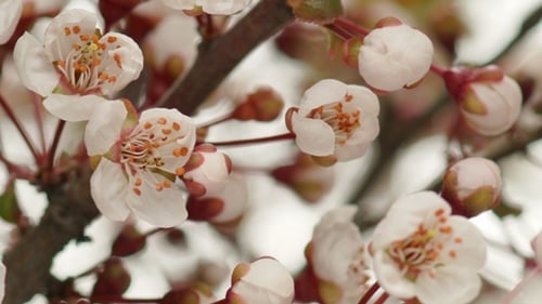 Sunny Spring Morning in Cherry Garden