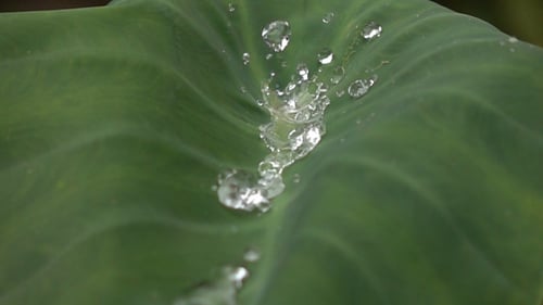 Water Droplets Flowing on a Tropical Green Leaf