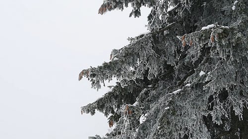 Snow Covered Evergreen Boughs in Winter