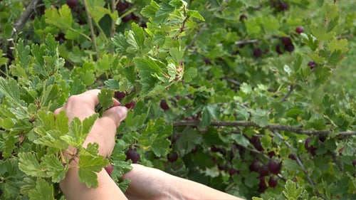 Hand Picking Ripe Gooseberries on a Bush