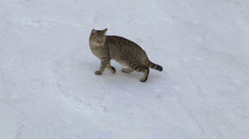 Cat On a Winter Walk