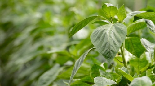 Leaves of Plant in Greenhouse