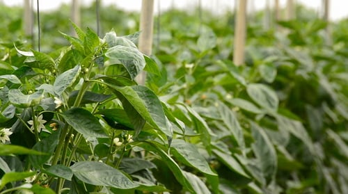 Lush Pepper Plants Flourishing Inside Greenhouse