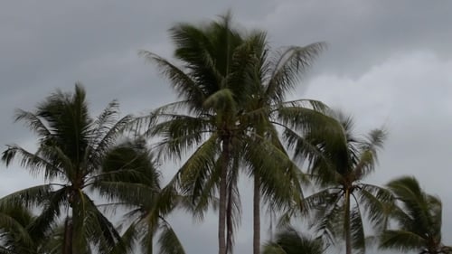 Palm Trees Swaying in Strong Tropical Breeze