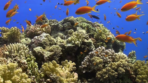 Tropical Fish on Vibrant Coral Reef