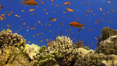 Tropical Fish on Vibrant Coral Reef