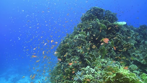 Tropical Fish on Vibrant Coral Reef