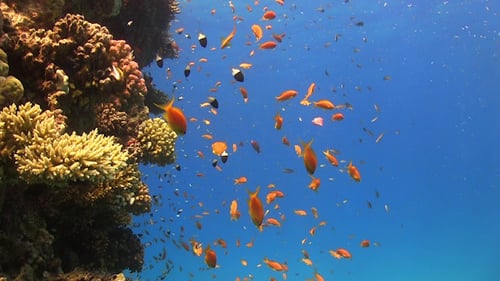 Tropical Fish on Vibrant Coral Reef
