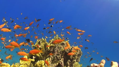 Tropical Fish on Vibrant Coral Reef