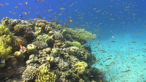 Tropical Fish on Vibrant Coral Reef