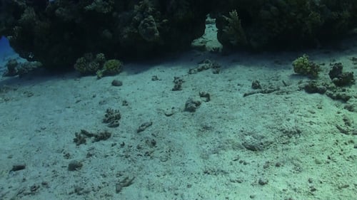 Blue Spotted Stingray on Coral Reef