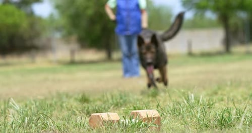 Shepherd dog being trained by his owner in the field 4k