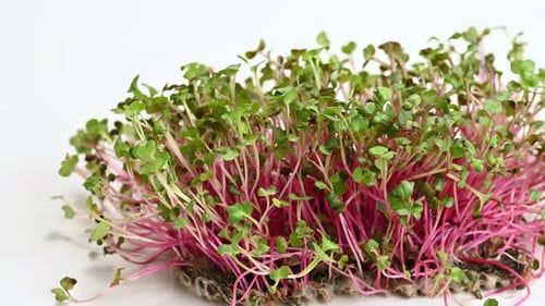 brotes de rábano frescos, microverduras saludables para ensaladas y bebidas