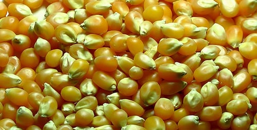 Corn Seeds
