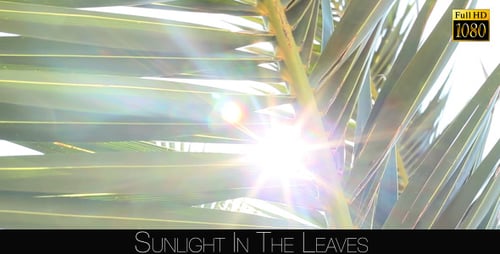 Palm Frond Shines in the Bright Sunlight