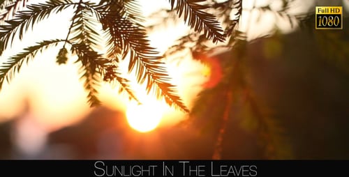 Sunlight In The Leaves 74