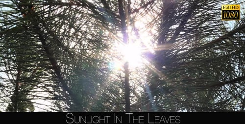 La lumière du soleil dans les feuilles 75