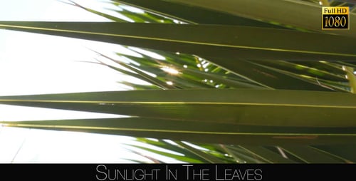 Palm Fronds Sunlight