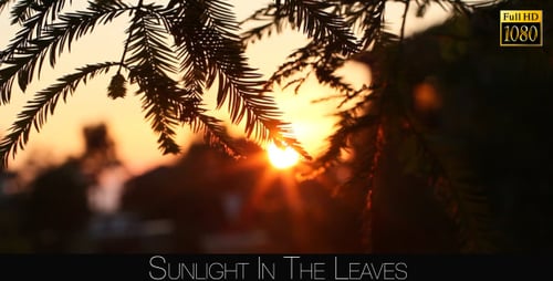 Sunlight In The Leaves 77