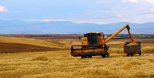 Wheat Harvest