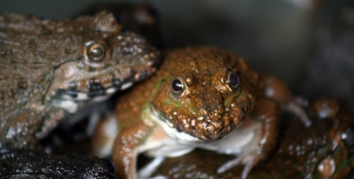 Close-up of Bumpy Brown Frogs Together