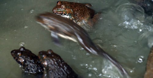 Frogs Resting Quietly in Murky Pond Water