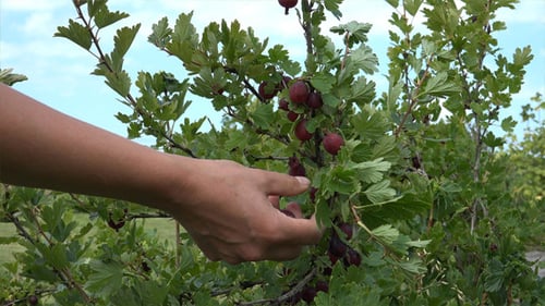 Hand Picking Gooseberries from Leafy Shrub in Garden