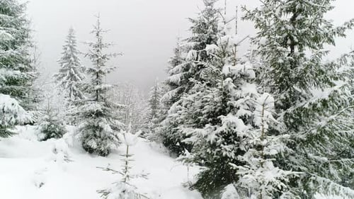 Winter Carpathian Fir Tree in the Snow
