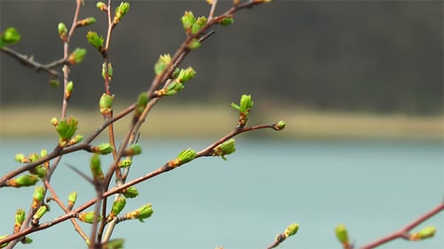 Erste Frühlingsknospen