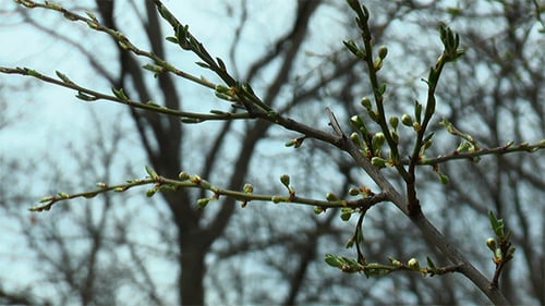 First Spring Buds on the Bush