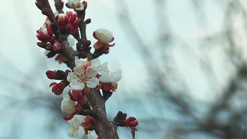 Apricot Blossoms