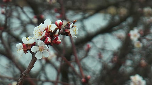 Frühlingsblume der Aprikose