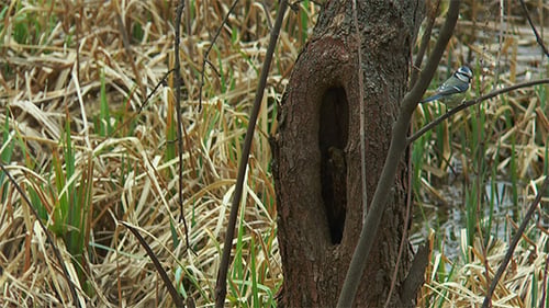 Los pájaros construyen nidos