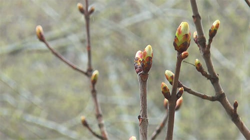 Frühlingsknospen im Regen