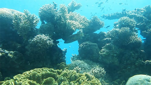 Coral Reef