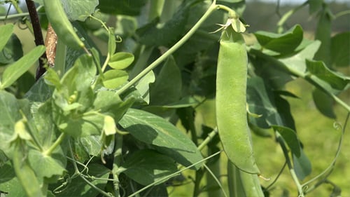 Green Pea Pod and Plant Growing in Garden