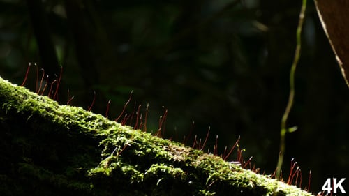 Moos im Wald