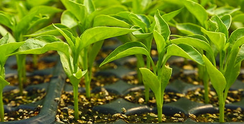 Greenhouse Plants