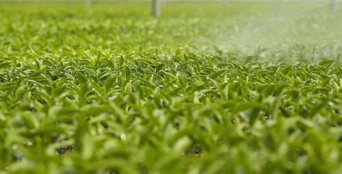 Irrigation