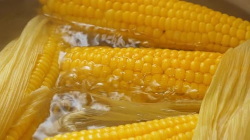 Corn on the Cob Boiling in Water