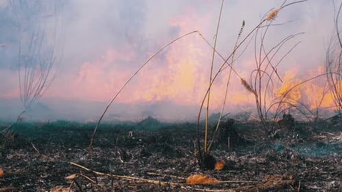 Fire in the Forest. Burning Dry Grass, Trees and Reeds. Wildfire. Slow Motion.