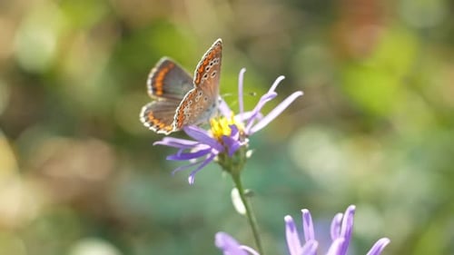 Butterfly Resting on a Vibrant Purple Flower