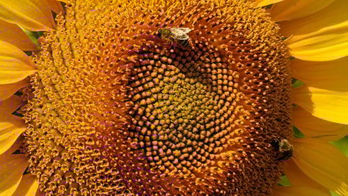 Close-up of Sunflower with Bees on a Sunny Day