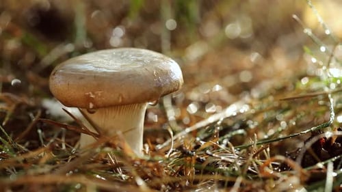 Mushroom Boletus in a Sunny Forest in the Rain