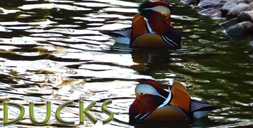 Enten