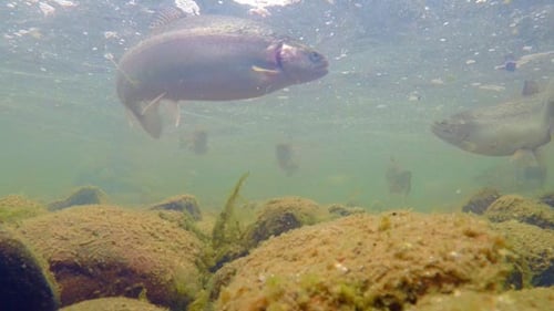 Fish Swimming Underwater in a Clear River