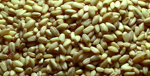 Wheat Seeds