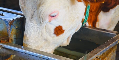Livestock Farm