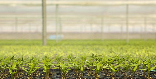 Soil and Water The Plants